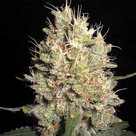 SAMSARA Crazy Miss Hyde Feminized