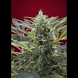 Sweet Seeds Cream 47 Feminised