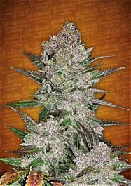 FastBuds Seeds Cream Cookies Auto Feminized