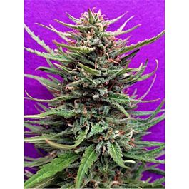 Breaking Buds Seeds Cream Crystal Meth Feminized