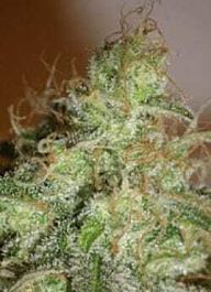 Cream Of the Crop Seeds White Chronic Feminized