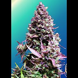 Sweet Seeds Cream Caramel F1 Fast Version Feminised