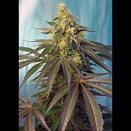 Sweet Seeds Cream Caramel CBD Feminized