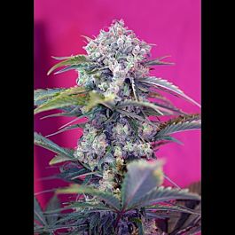 Sweet Seeds Cream Mandarine Auto Feminised
