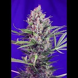Sweet Seeds Cream Mandarine F1 Fast Version Feminized