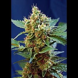 Sweet Seeds Cream Mandarine XL Auto Feminized