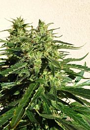 Flash Auto-Flowering Seeds Critical Chaze Auto Feminized