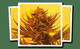 Emerald Triangle Critical 707 CBD Feminized
