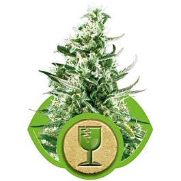 Royal Queen Seeds Royal Critical Automatic Feminised