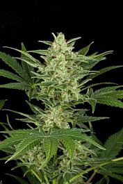 Dinafem Critical Jack Automatic Feminised