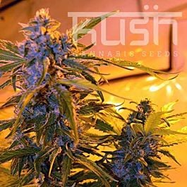 Kush Seeds Critical Kush Auto Regular