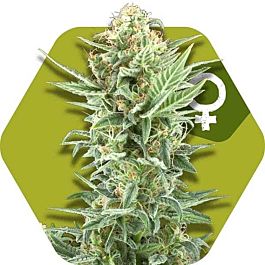 ZAMBEZA Seeds Power Kush Feminized