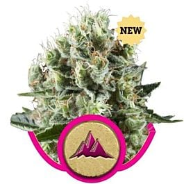 Royal Queen Seeds Critical Kush Feminized