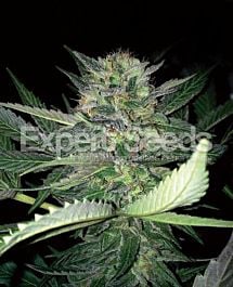 Expert Seeds Critical Lights Feminized