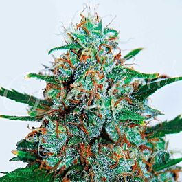 Delicious Critical Neville Haze Auto Feminized