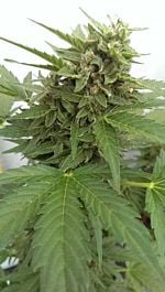 Seedsman Auto Critical Ogre Big 'N' Fast Feminized