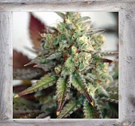 Garden of Green Critical 2.0 XL Auto Feminized