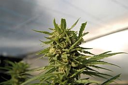Royal Queen Seeds Critical Feminised