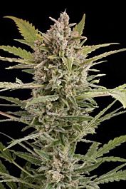 Dinafem Critical + 2.0 Autoflowering Feminised