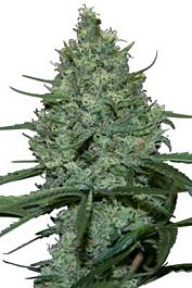 SEEDMAKERS Critical Feminized