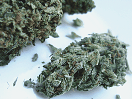 Feminized Seeds Critical Auto Feminized