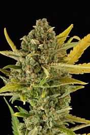 Dinafem Critical Cheese Feminised Sededs