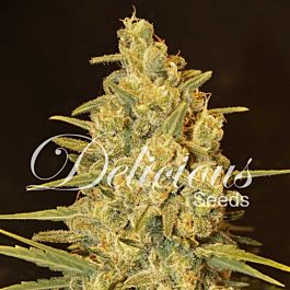 Delicious Critical Sensi Star Feminized