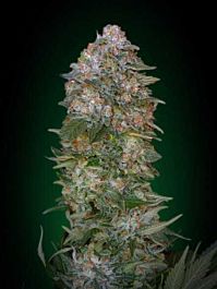 Advanced Seed Banks Critical Soma Feminized