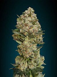 Advanced Seed Banks Critical Feminized