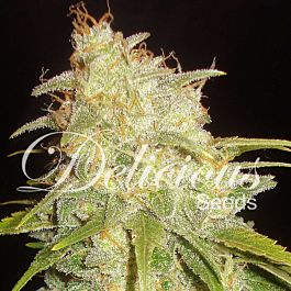 Delicious Critical Yumbolt Feminized
