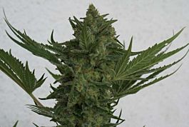 Resin Seeds Critical Haze Regular