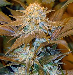 T H Seeds Critical Hog Feminized
