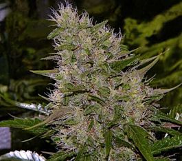 Mr Nice Seedbank Critical Mass Regular