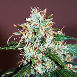 Delicious Critical Neville Haze 2.0 Feminized