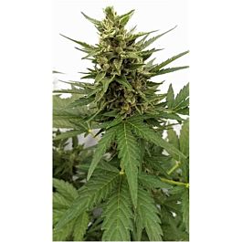 Joint Doctor - Lowryder Seeds Auto Critical Ogre 'Big 'N Fast' Feminized