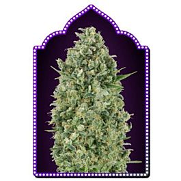 00 Seeds Critical Poison Feminized