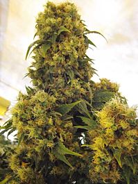 Mr Nice Seedbank Critical Skunk Regular