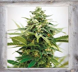 Garden of Green Critical XXL Feminized