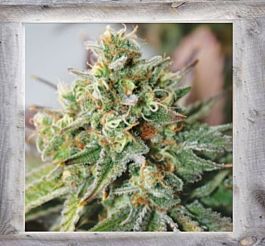 Garden of Green Critical XXL Auto Feminized