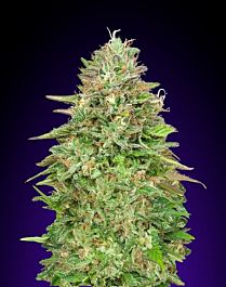 00 Seeds Critical Poison Fast Version Feminized