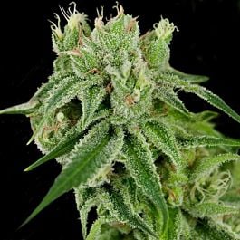 Crockett Family Farms Banana Split Regular