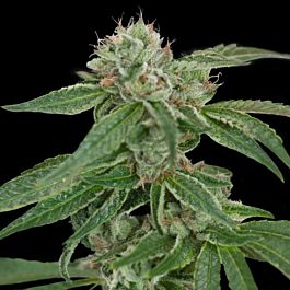 Crockett Family Farms Crockett's Confidential Regular