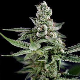 Crockett Family Farms Crockett's Haze Regular Seeds 