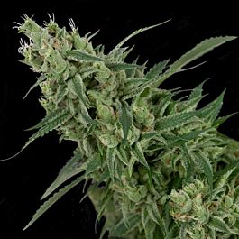 Crockett Family Farms Double Tangie Banana Regular