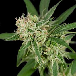 Crockett Family Farms Sour Banana Sherbet Regular