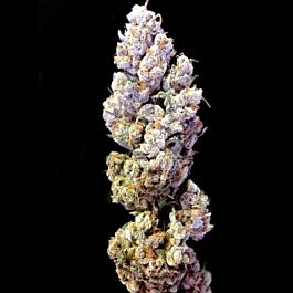 Crockett Family Farms Crockett's Sour Tangie Regular