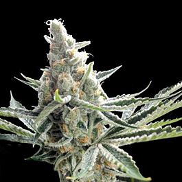 Crockett Family Farms Crockett's Tangie Regular