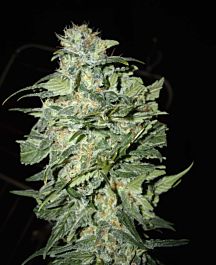 Cream Of the Crop Seeds Crop Circle Auto Feminized