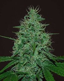 Cream Of the Crop Seeds Cropical Fruit Auto Feminized