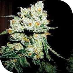 Plantformers Crossover OG Feminized